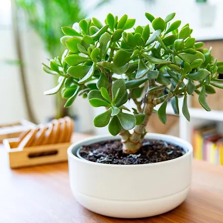 Center Διαμέρισμα *